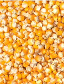 Maïs entier