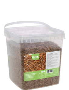 Vers de Farine séchés